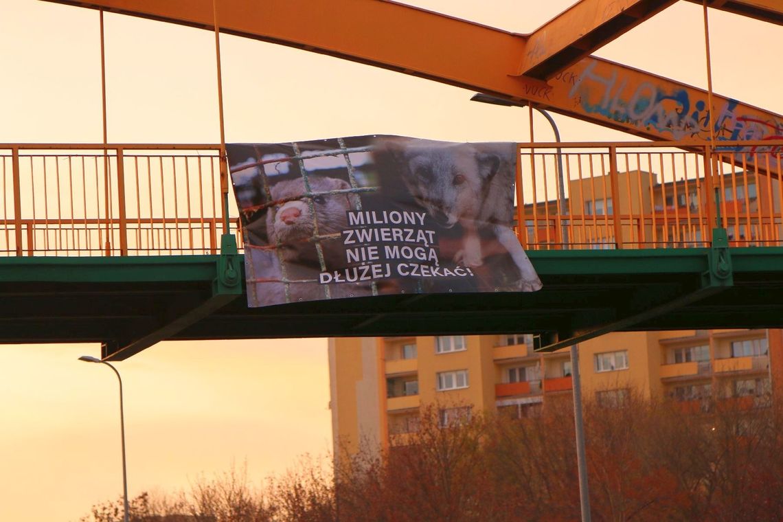 Aktywiści przypominają politykom o "piątce dla zwierząt". Dzień Bez Futra w Bydgoszczy 