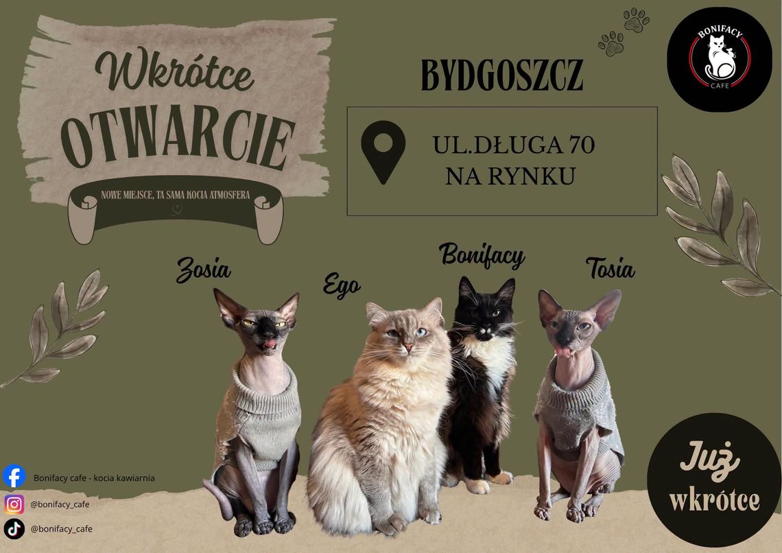 Bonifacy Cafe otwiera się w Bydgoszczy. Kawa, koty i realne wsparcie dla adopcji