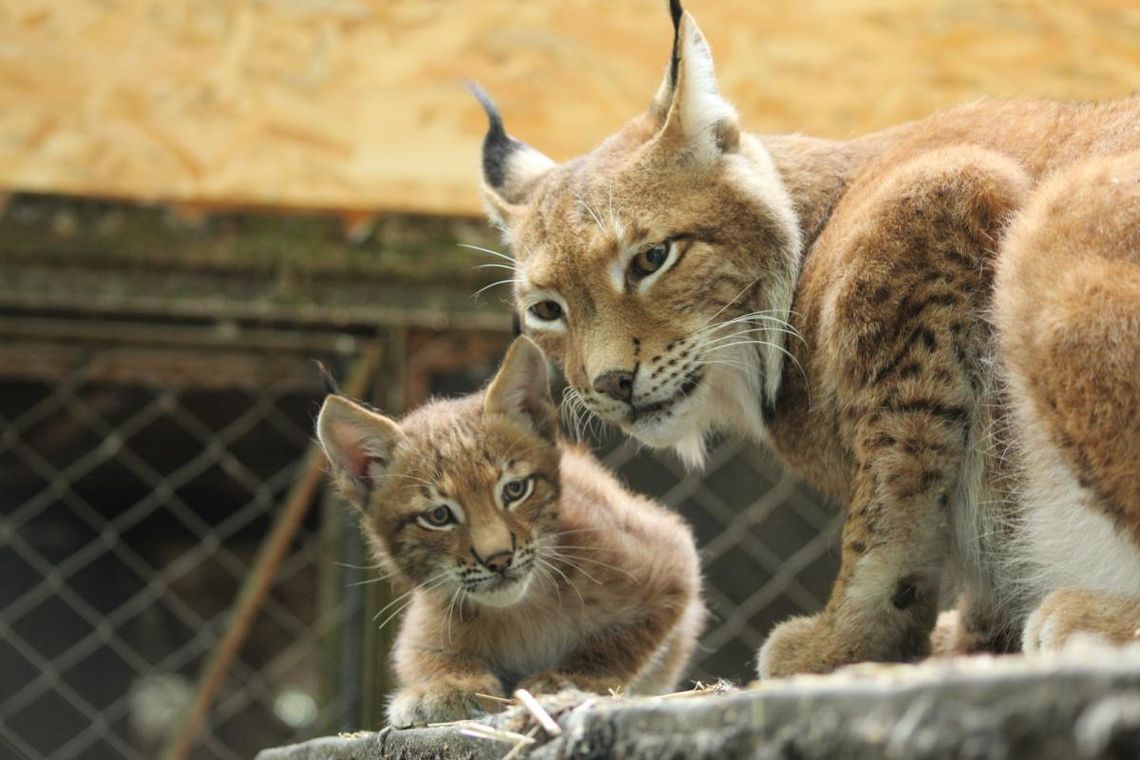 Bydgoskie ZOO zaprasza na "Jesienne wariacje" i "Rysunkowy plener" 18 października