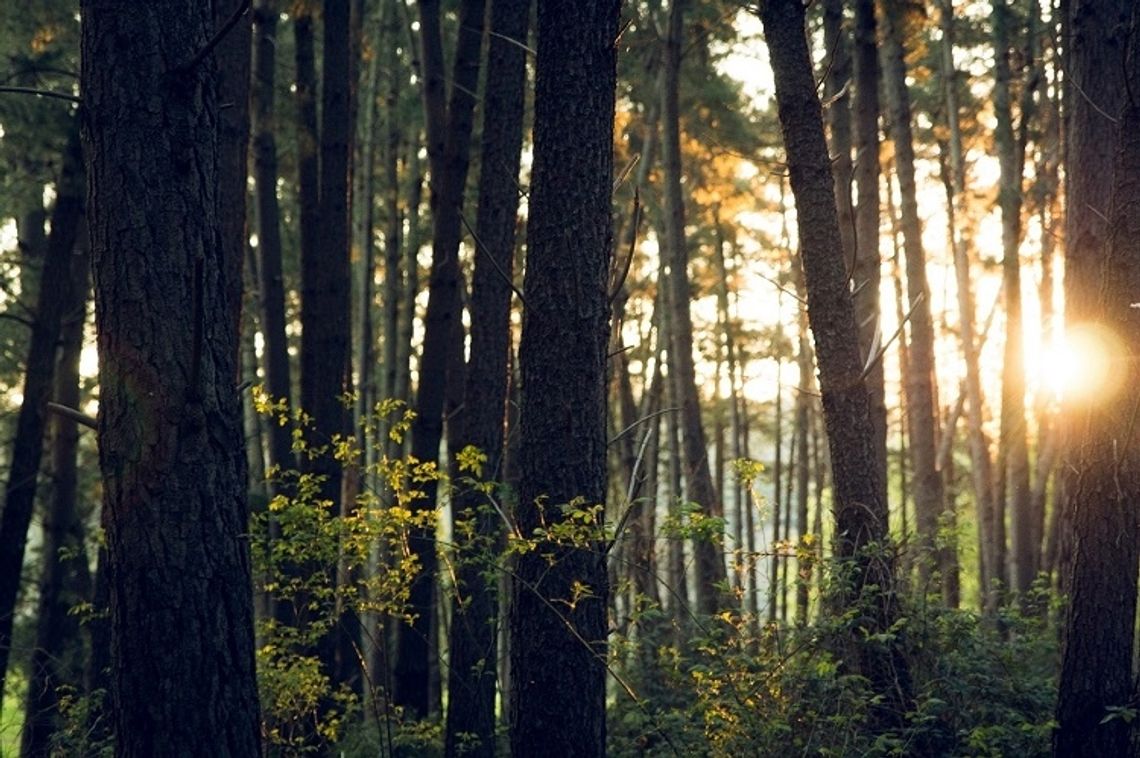 Chroń lasy jeśli chcesz poprawić czystość powietrza w swojej okolicy
