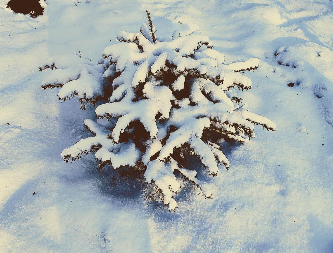Co zrobić z choinką po świętach w Bydgoszczy — praktyczne i ekologiczne rozwiązania Co zrobić z choinką po świętach w Bydgoszczy — praktyczne i ekologiczne rozwiązania