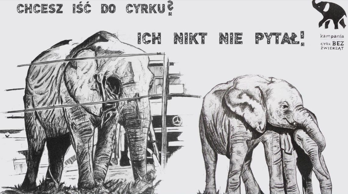 "Cyrk bez zwierząt". Protest w Bydgoszczy!