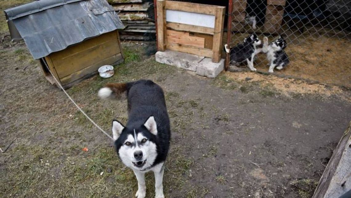 Ekspertka o wecie ustawy łańcuchowej: Mieliśmy nadzieję, że prezydent posłucha głosów Polaków Ekspertka o wecie ustawy łańcuchowej: Mieliśmy nadzieję, że prezydent posłucha głosów Polaków