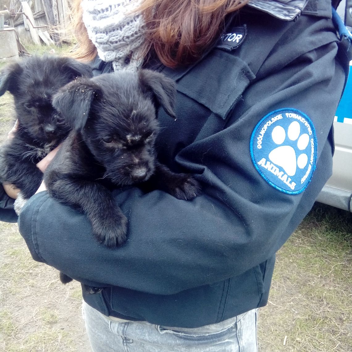 Interwencja w sprawie bezpańskich psów pod Bydgoszczą