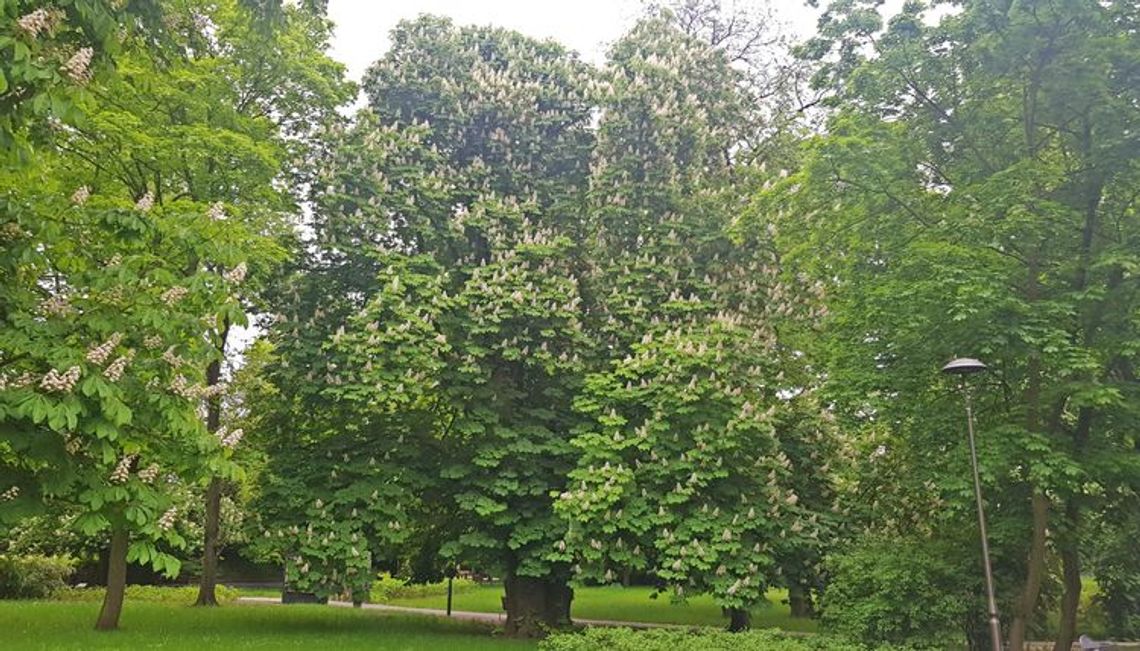 Kasztanowiec z Parku Witosa kandydatem na polskie Drzewo Roku