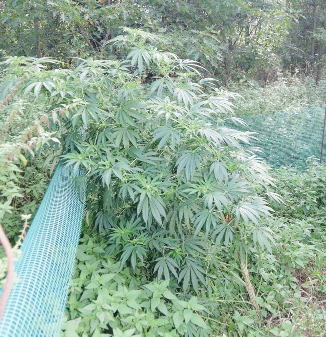 Kolejna plantacja marihuany w regionie zlikwidowana