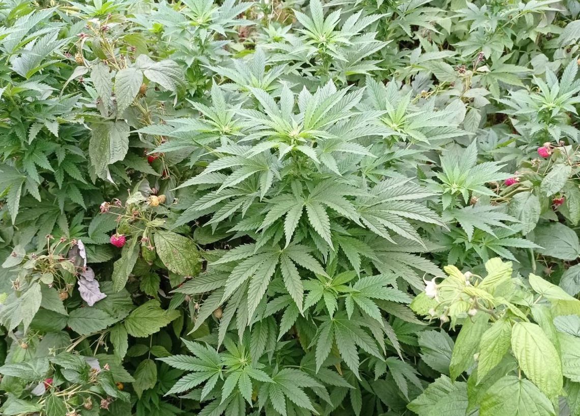 Marihuana pod Kruszwicą rosła wśród malin