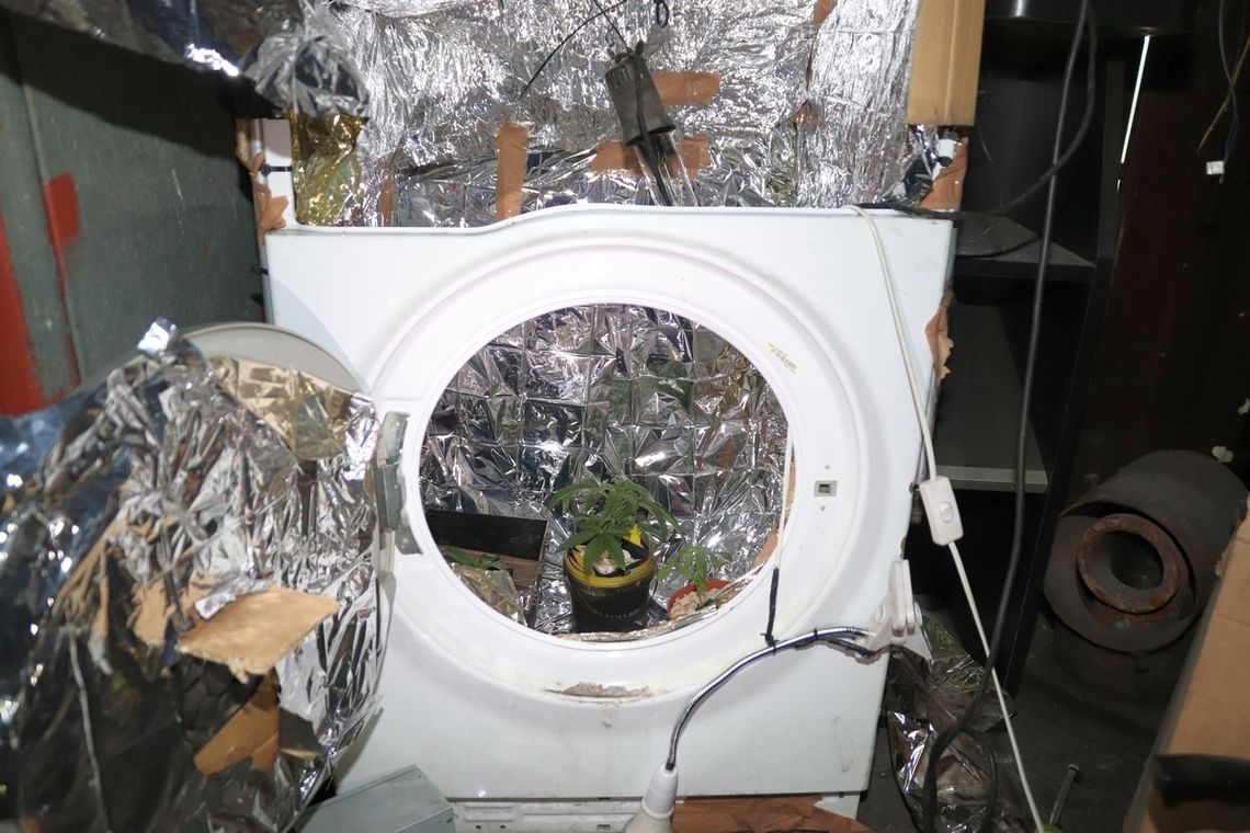 Mieszkaniec kujawsko-pomorskiego marihuanę uprawiał w pralce automatycznej [FOTO]