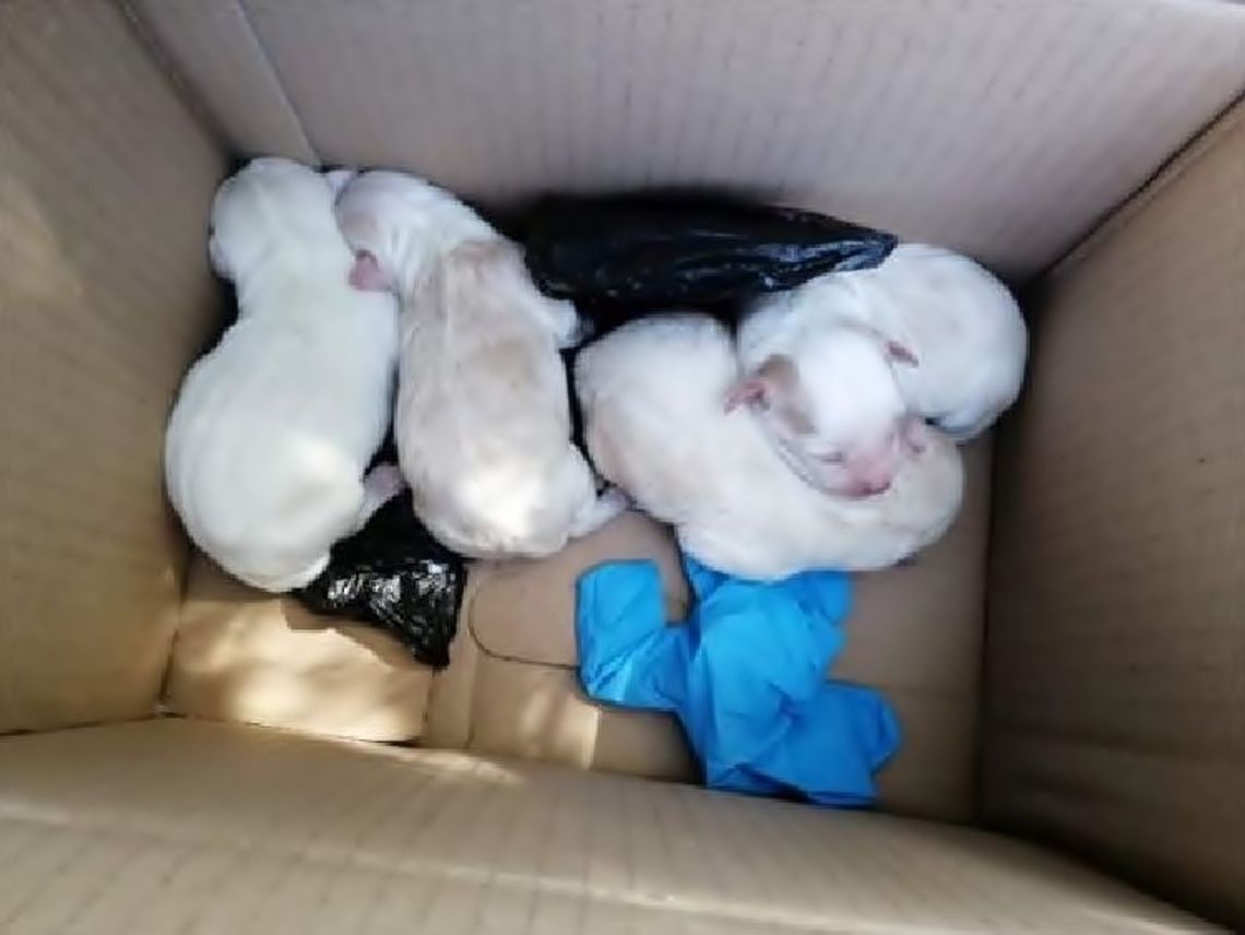 Mieszkanka podnakielskiej wsi wyrzuciła szczeniaki do śmietnika