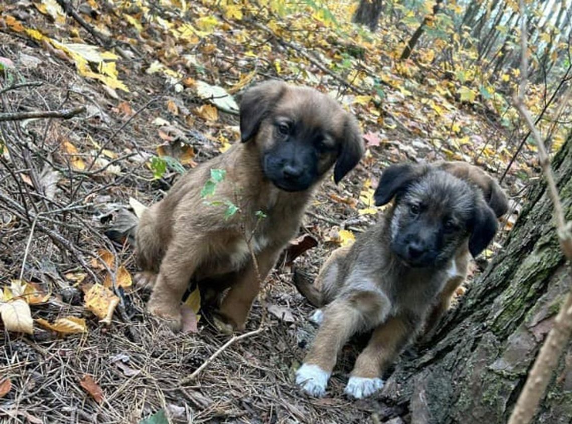 Mieszkanka regionu porzuciła psy i odpowie za znęcanie nad nimi Mieszkanka regionu porzuciła psy i odpowie za znęcanie nad nimi