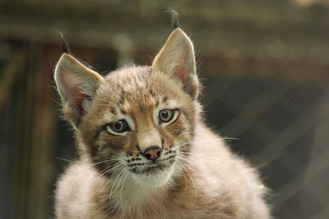 Mikołaj w Rysiej Strefie Twórczej: Mikołajkowe warsztaty w ZOO w Myślęcinku Mikołaj w Rysiej Strefie Twórczej: Mikołajkowe warsztaty w ZOO w Myślęcinku