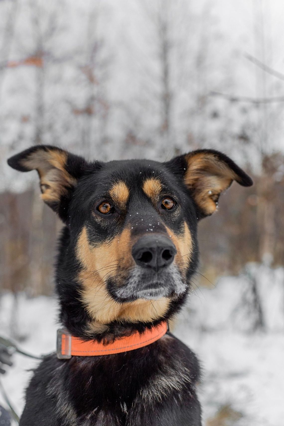 Mikołajki w Schronisku dla Zwierząt w Bydgoszczy — prezenty i spacery 5 grudnia