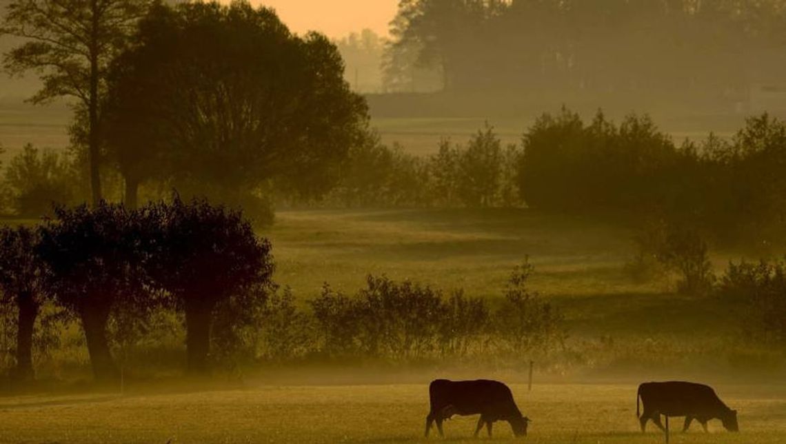 Najbliższe dwa dni z silnymi zamgleniami i temperaturą do 26 st. C