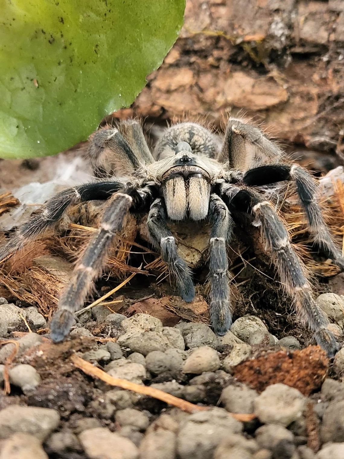 Największa w Polsce wystawa pająków otwiera się w Zielonych Arkadach