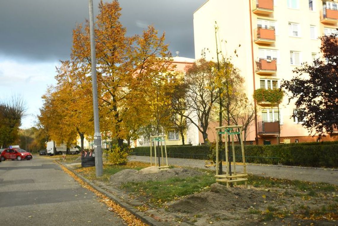 Nowe drzewa i krzewy w Bydgoszczy 