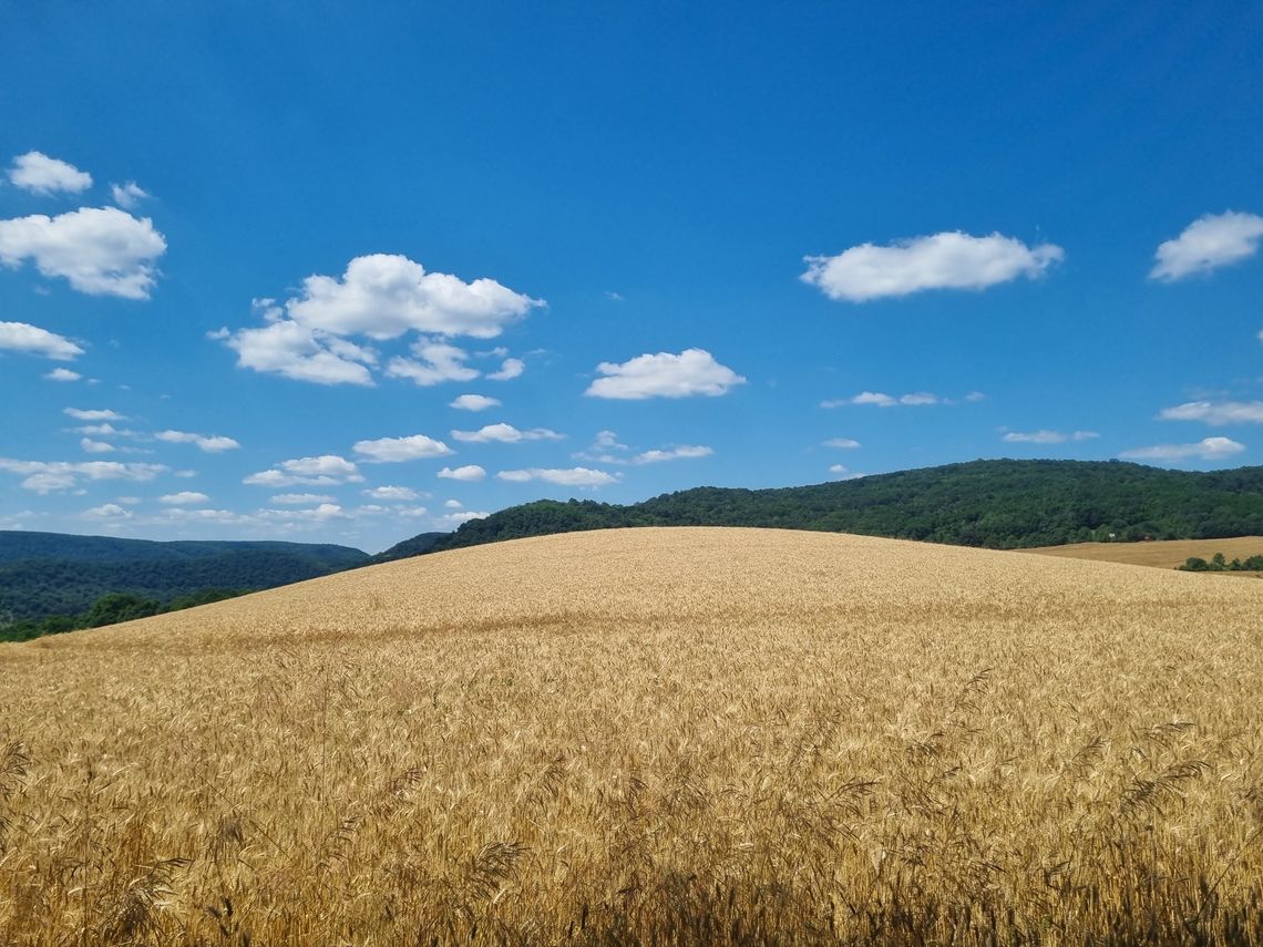 Ostrzeżenia meteorologiczne (stopień 3): [Bydgoszcz i kujawsko-pomorskie]