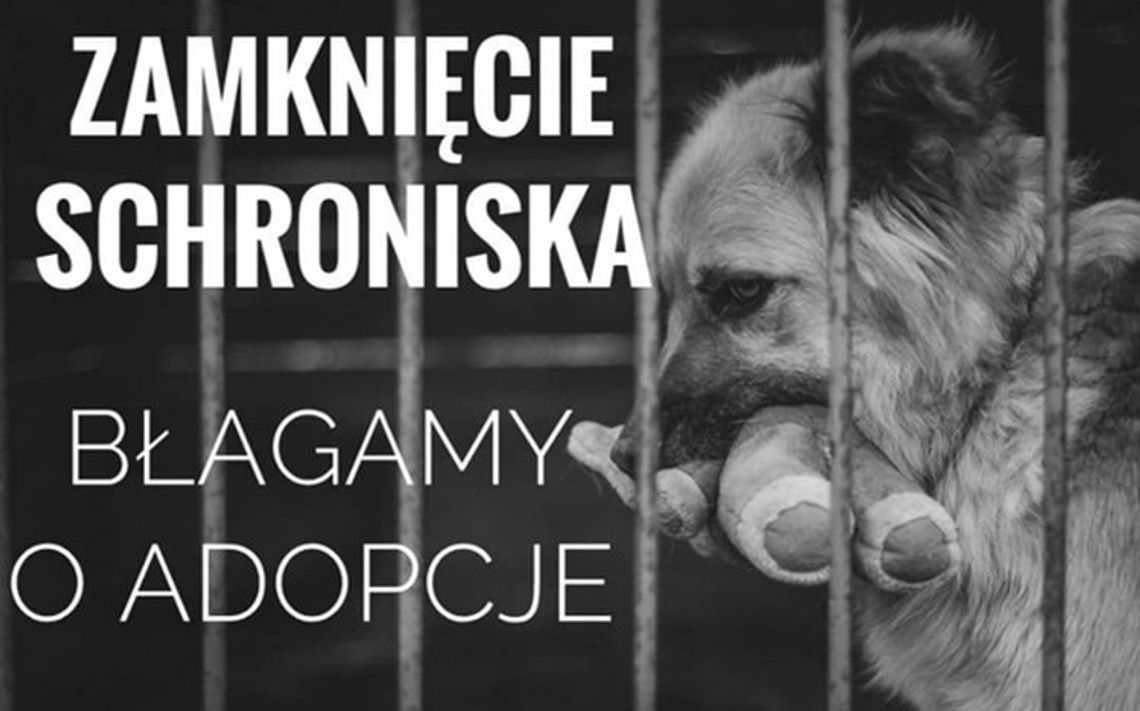Pokaż serce zwierzętom ze schroniska w Aleksandrowie Kujawskim!