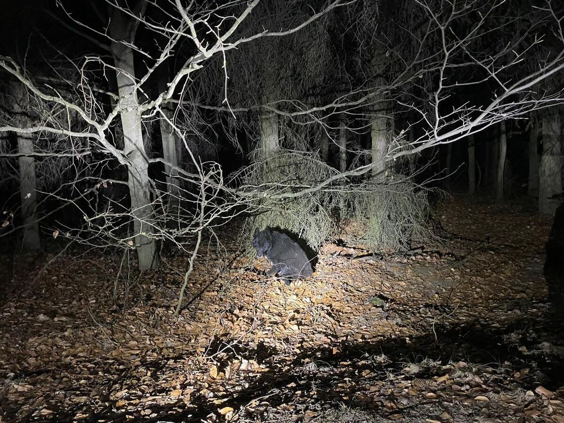 Policjanci z regionu odnaleźli psa Policjanci z regionu odnaleźli psa