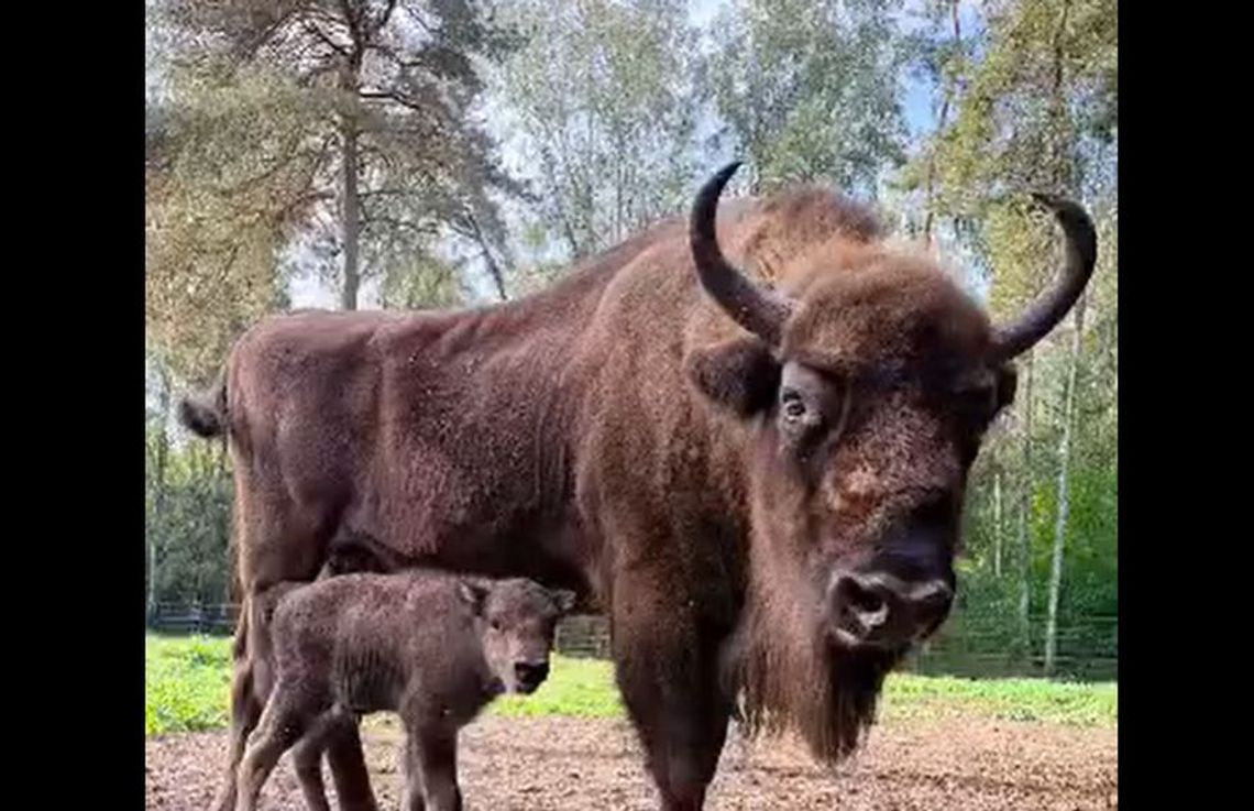 Porcelanka przyszła na świat. Bydgoskie ZOO ma nową mieszkankę Porcelanka przyszła na świat. Bydgoskie ZOO ma nową mieszkankę