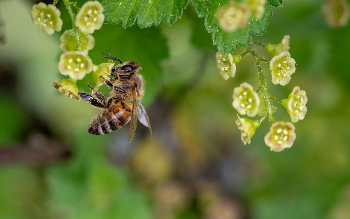 Poznaj niezwykły świat pszczół