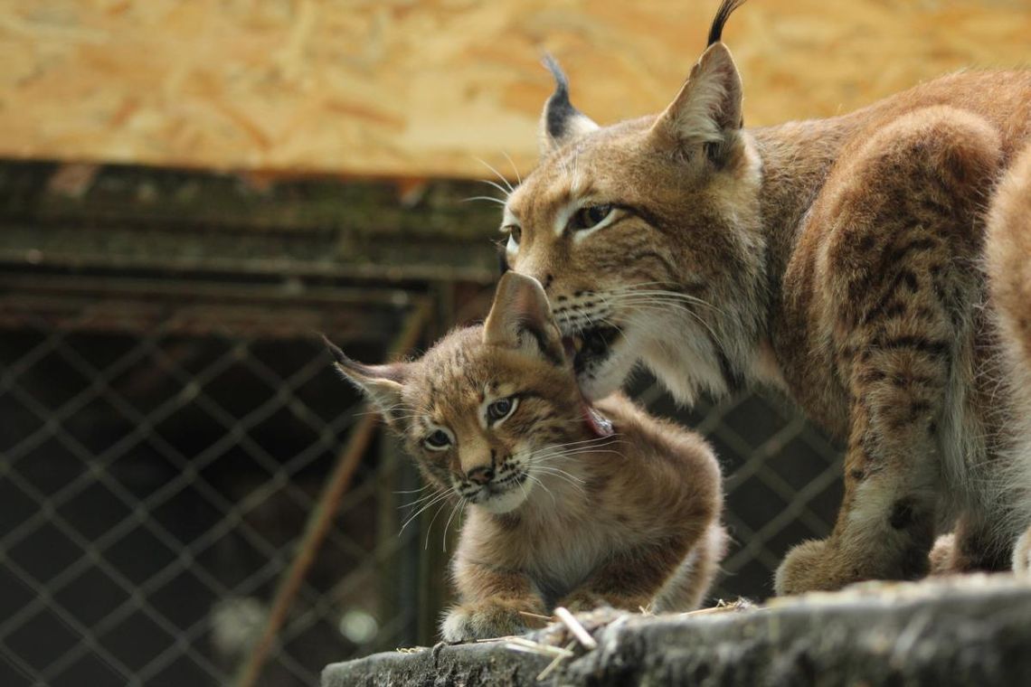 Rysiopiknik w bydgoskim ZOO: Świąteczne warsztaty i eko-bombki Rysiopiknik w bydgoskim ZOO: Świąteczne warsztaty i eko-bombki