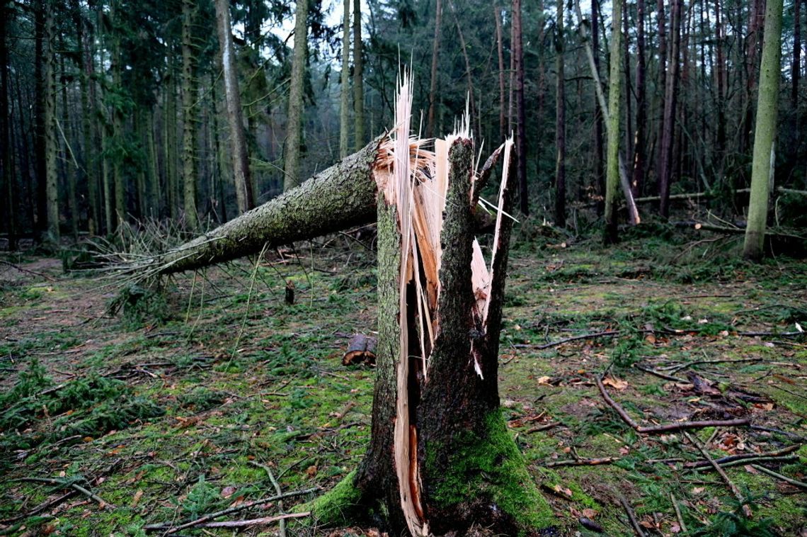Synoptyk IMGW ostrzega: Wichury i burze na północy; wiatr do 95 km/h - może wyrywać drzewa