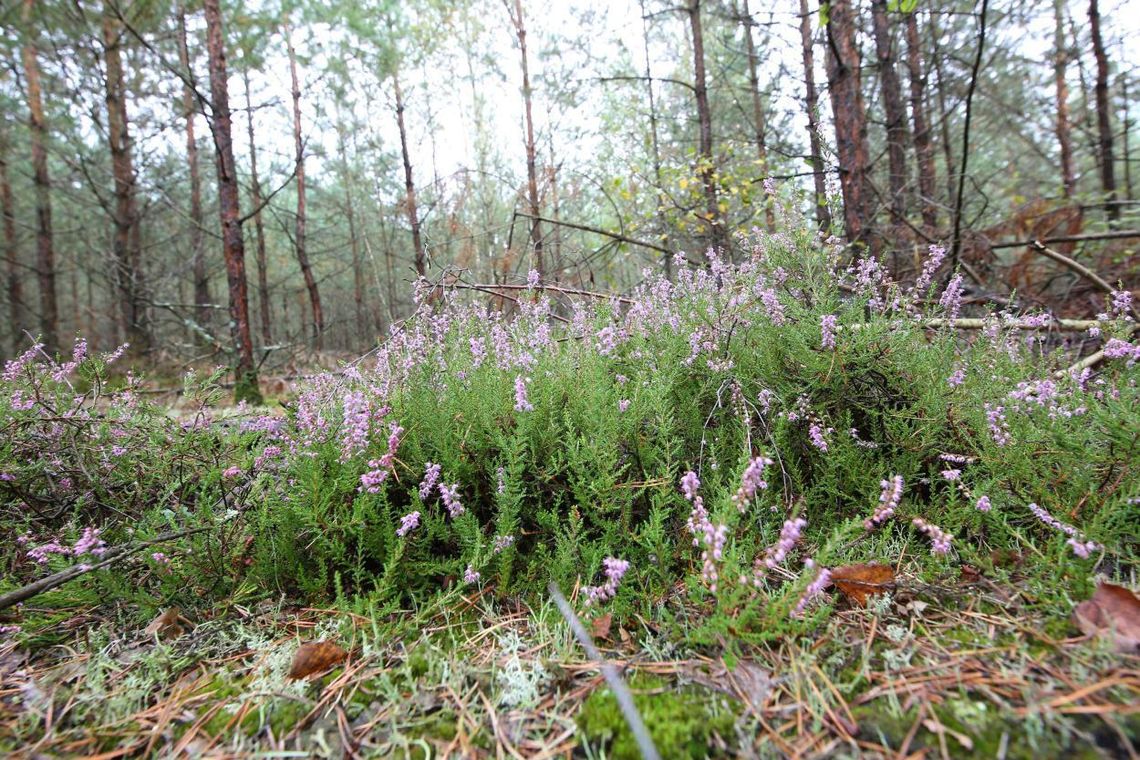 Toruń: Na Wrzosowisku mieszkańcy uruchomili patrole społeczne po pożarach w lasach