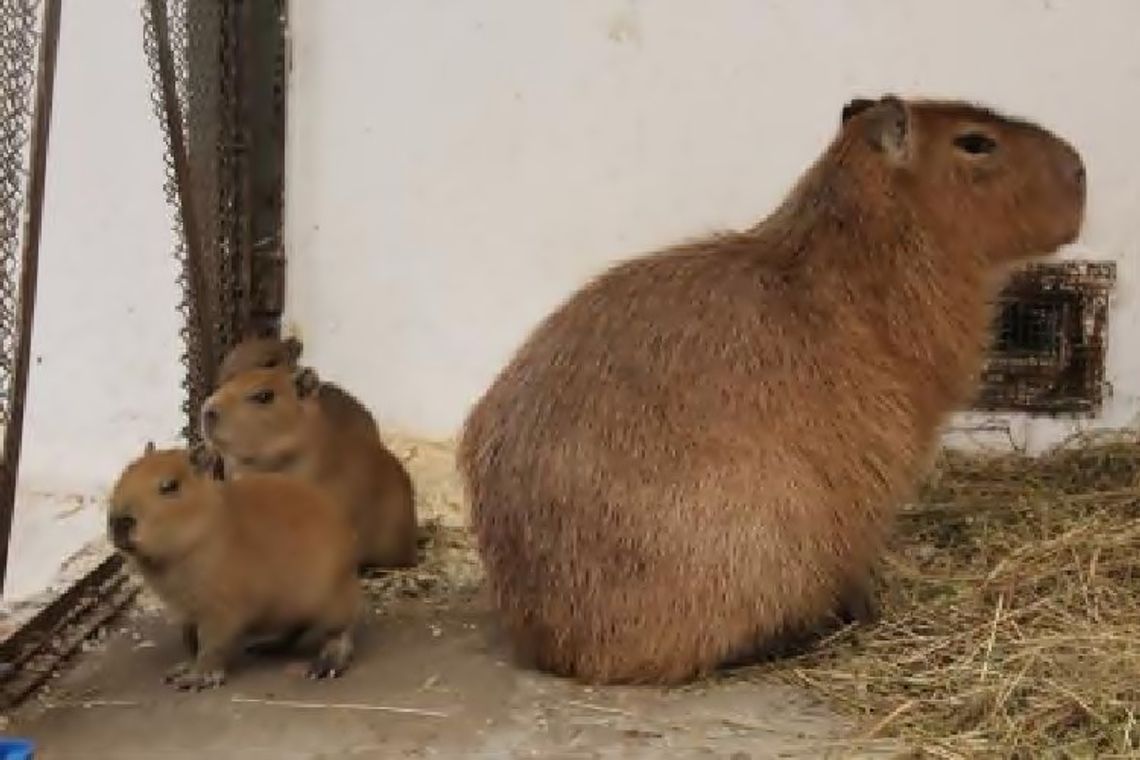 W bydgoskim ZOO przyszły na świat kapibary i owce wrzosówki