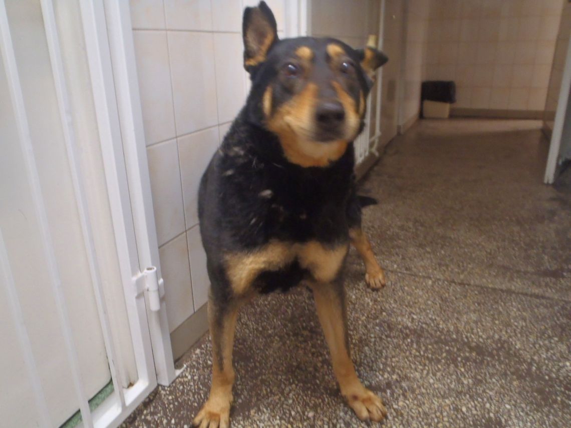 W Bydgoszczy znaleziono psa przywiązanego kablem do drzewa
