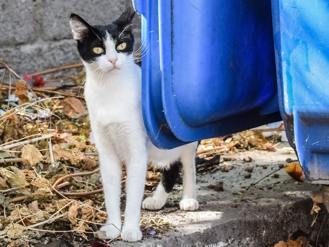 Walka wolontariuszy z bezdomnością bydgoskich kotów. Trwa projekt ''KastrAkcja"
