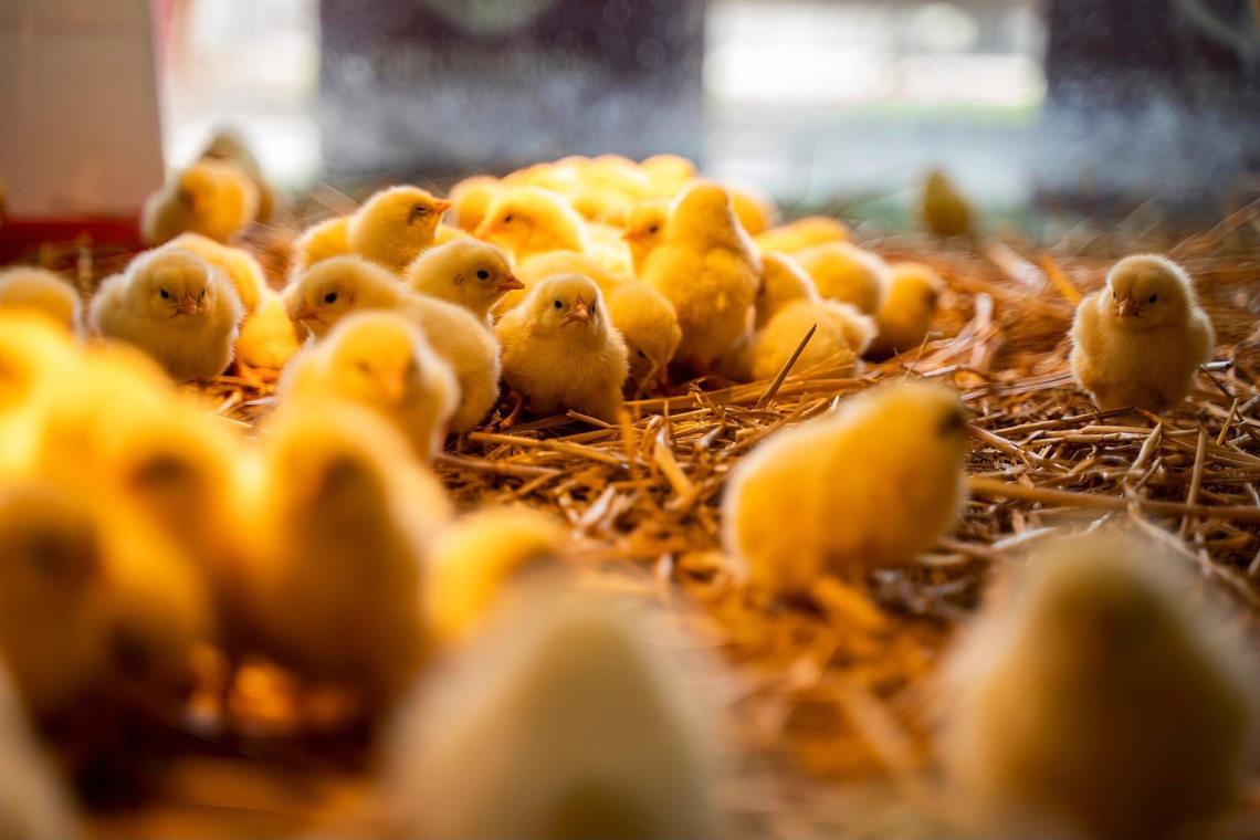Wielkanocne kurczaki wyczekują jarmarku na Politechnice Bydgoskiej