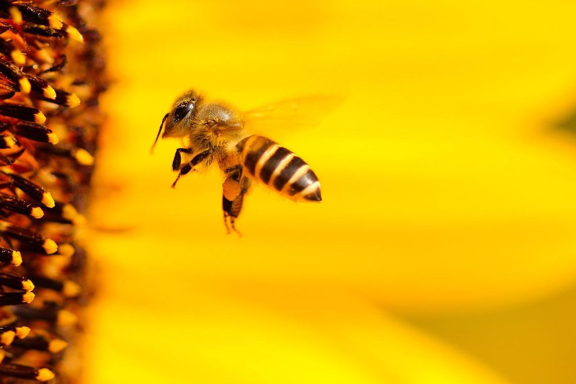 Wielki Dzień Pszczół w bydgoskim centrum handlowym