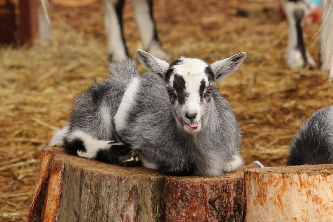 Wyjątkowe "Andrzejki ze zwierzętami" w ZOO Bydgoszcz