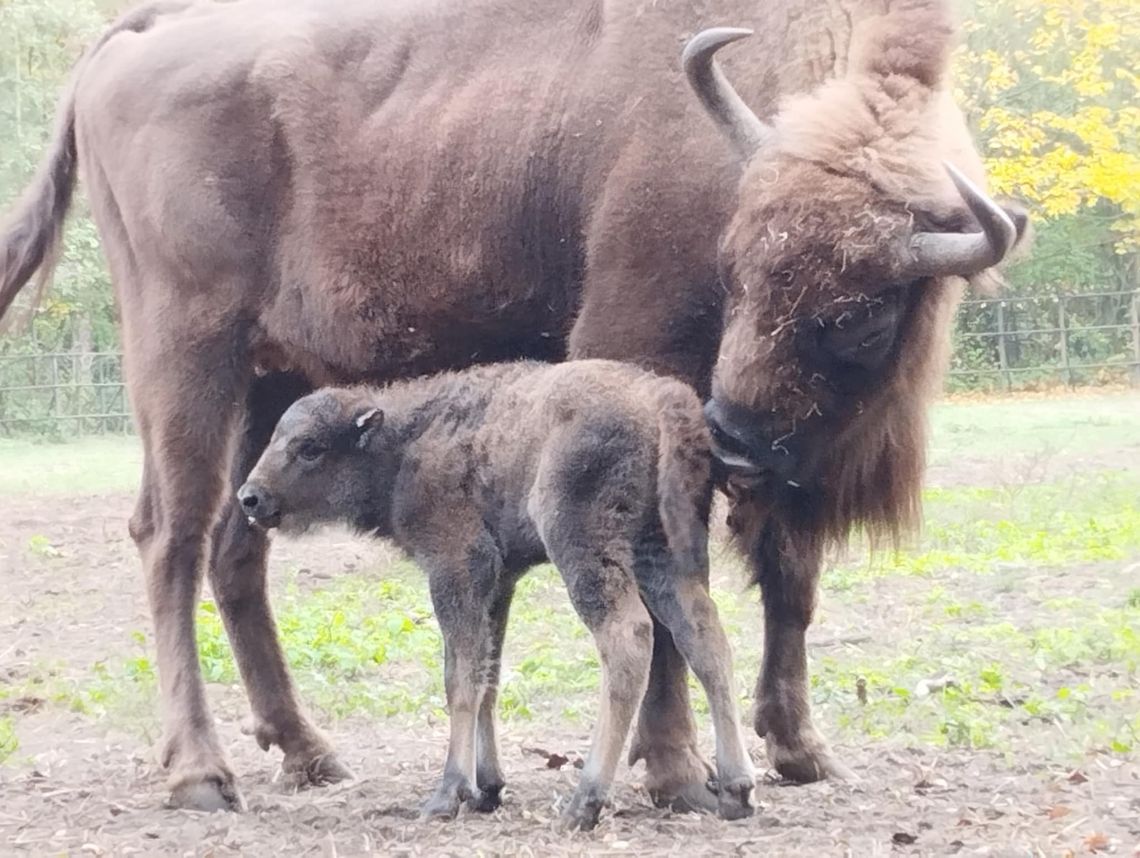 Żubrza samiczka z bydgoskiego ZOO ma już imię!