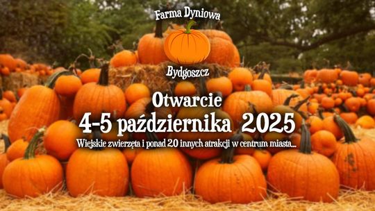 Otwarcie Farmy Dyniowej Opis Farmy Dyniowej z dyniami na tłoczni