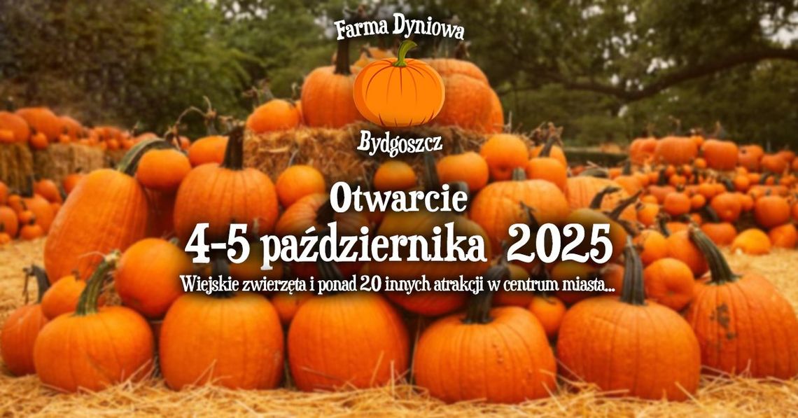 Opis Farmy Dyniowej z dyniami na tłoczni